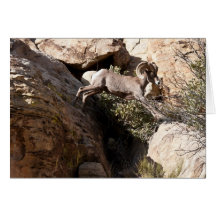 Rock Jumping Greeting Cards