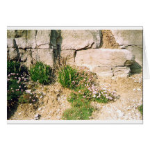 Rock Plants Cards