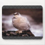 Rock Ptarmigan in Winter Plumage Mousepad