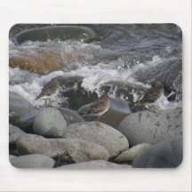 Rock Sandpiper (Calidris ptilocnemis) Mousepads
