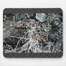 Rock Sandpiper Chicks Mouse Pad