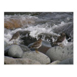 Rock Sandpipers (Calidris ptilocnemis) Post Cards