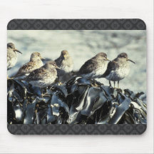 Rock Sandpipers Mousepads