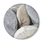 Rock Spider Magnet