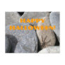 Rock Spider Postcard