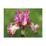 "Rock Star" Iris Photography Post Cards