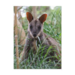 Rock Wallaby postcards