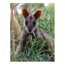 Rock Wallaby postcards