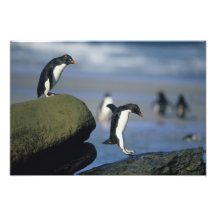 Rockhopper Penguins, Eudyptes chrysocome), Photographic Print
