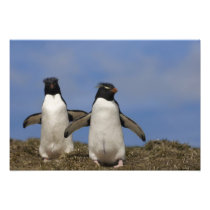Rockhopper Penguins Eudyptes chrysocome