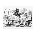 Rocking-horse-fly postcards