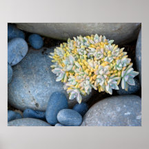 Rocks and Succulent Print