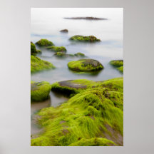 Rocks or boulders covered with green seaweed afdruk