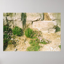 Rocks Plants Posters