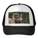 Rocky Mountain Bighorn Sheep Mesh Hat