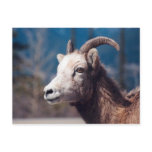 Rocky Mountain Bighorn Sheep postcards