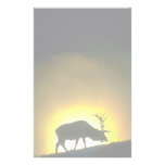 Rocky Mountain bull elk, Yellowstone National Park Stationery