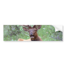 Rocky Mountain Elk
