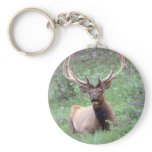 Rocky Mountain Elk
