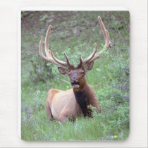 Rocky Mountain Elk