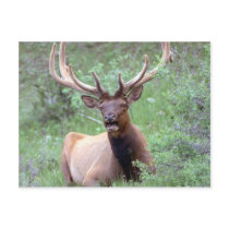 Rocky Mountain Elk
