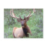 Rocky Mountain Elk