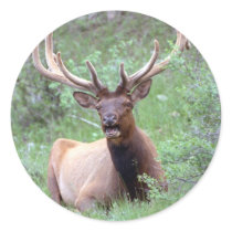 Rocky Mountain Elk