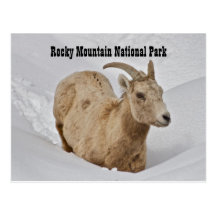 Rocky Mountain National Park Wildlife Postcard