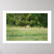Rocky Racoon Poster