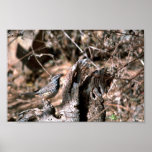 Roitelet de cactus affiches