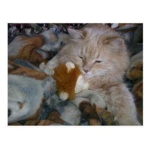 Role Model Cat Postcard