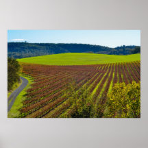 Rolling Hills And Vineyards Poster