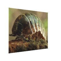 Roly Poly Gallery Wrap Canvas