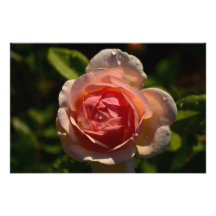 Romantic Pink Rose with Raindrops Photo