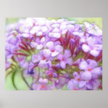 Romantic Purple Butterfly Bush Flowers Poster