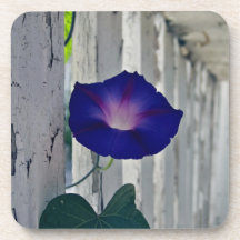 Romantic purple flowers coasters