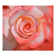Romantic Red and White Rose photo print
