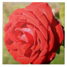 Romantic Red Rose Ceramic Tile