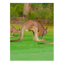 roo look post card