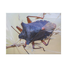 Roodpootschildwants Gallerij Wrap Canvas