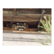 Roofie Raccoon Postcard