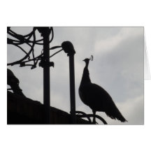 Rooftop Peacock Cards