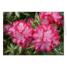 Roosevelt Rhododendron's Greeting Card