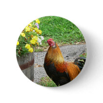 ROOSTER