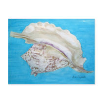 Rooster conch post cards