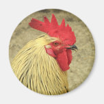 Rooster Fridge Magnets