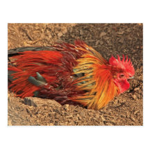 Rooster in the Dirt Postcard