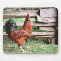 ROOSTER