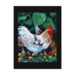 ROOSTER PAINTING POSTCARDS
