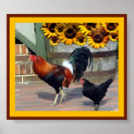 Rooster